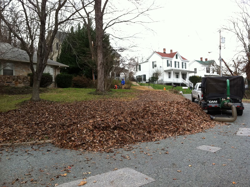 Leaf Removal Services in Maryland